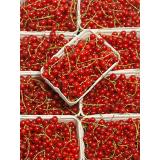 Johannisbeeren rot Schale