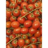 Cherrystrauchtomaten