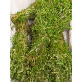 Thymian