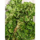 Oregano