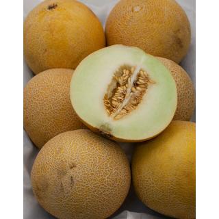Honigmelone Galia