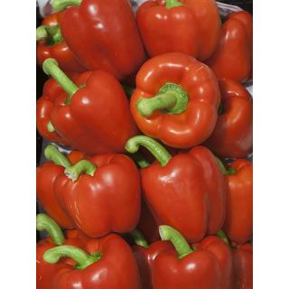 Paprika rot