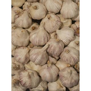 Knoblauch