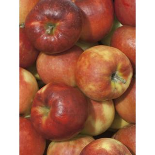 Marnica Apfel