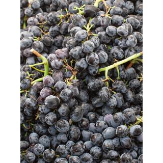 Trauben blau kernlos "Attica"
