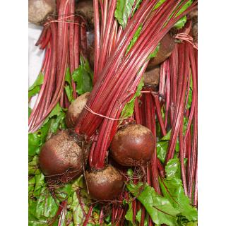Rote Bete in Bund