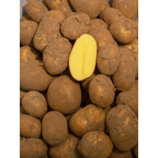 Frühkartoffel "festk"
