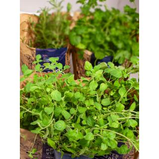 Oregano