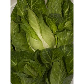 Spitzkohl