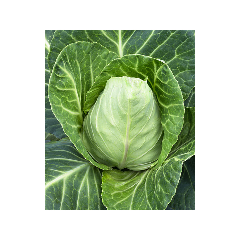 Spitzkohl in Frischkäserahm