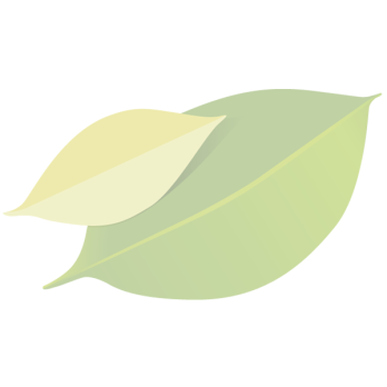 Physalis (Kapstachelbeeren)