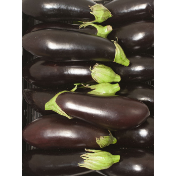 Auberginen