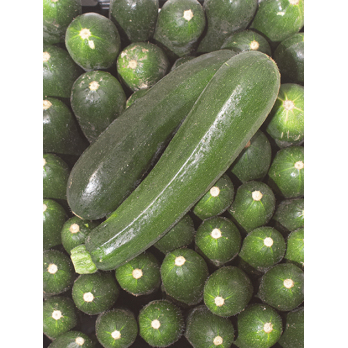 Zucchini