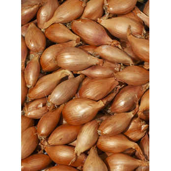 Schalotten