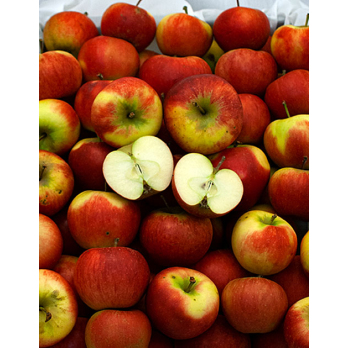 Elstar Apfel