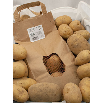 Kartoffeln Otolia "vorw. festk."