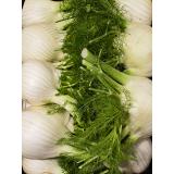 Fenchel