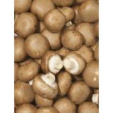 Steinchampignons