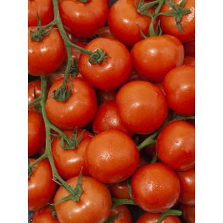 Strauchtomaten