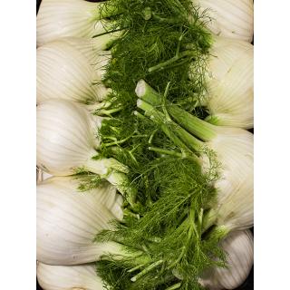 Fenchel