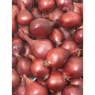 Zwiebeln rot