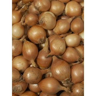 Zwiebeln gelb