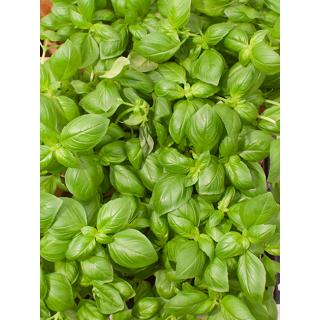 Basilikum