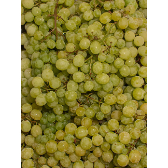 Trauben weiß kernlos "Early Sweet"