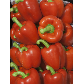 Paprika rot