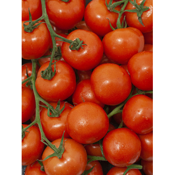 Strauchtomaten