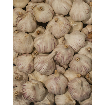 Knoblauch
