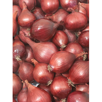 Zwiebeln rot