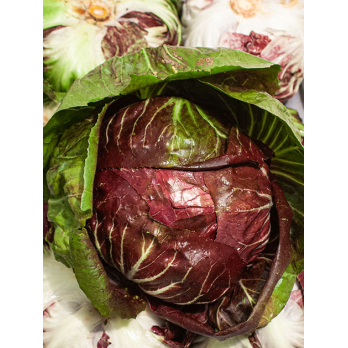 Radicchio