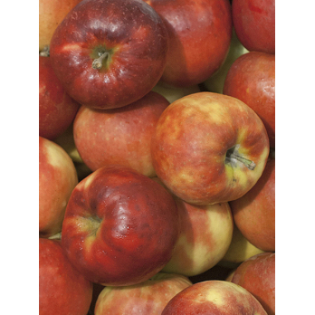 Marnica Apfel