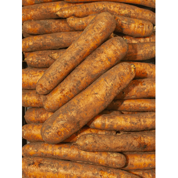 Möhren ungewaschen (Moormöhre)