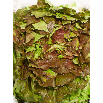 Bataviasalat rot