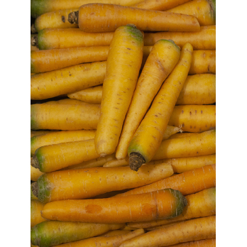 Möhren gelb