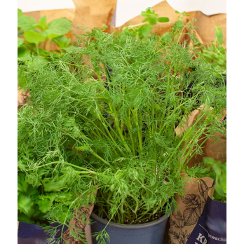 Dill