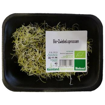 Zwiebel-Sprossen
