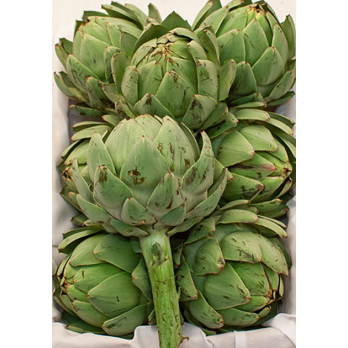 Artischocken