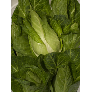 Spitzkohl