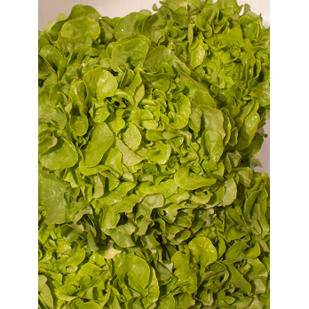 Eichblattsalat